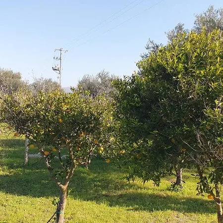 Bellona 319 * Comiso